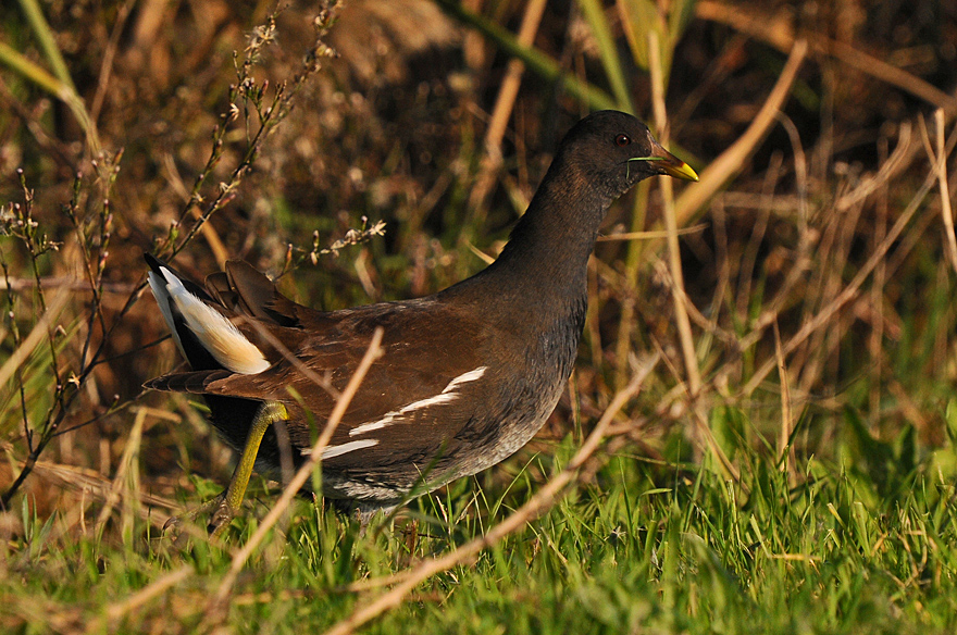 Common Moorhen