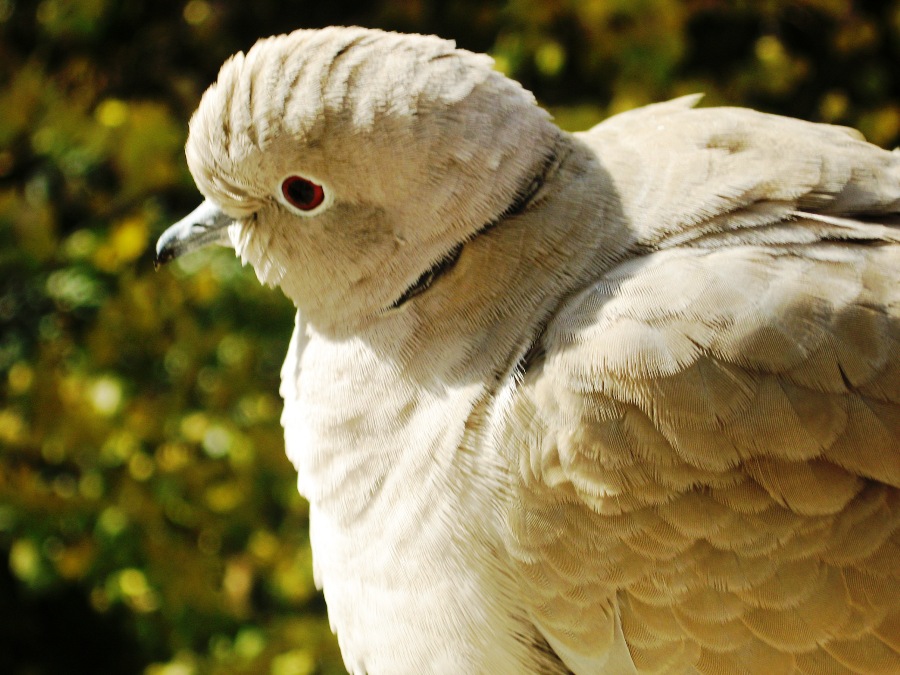 Eurasian Collared Dove