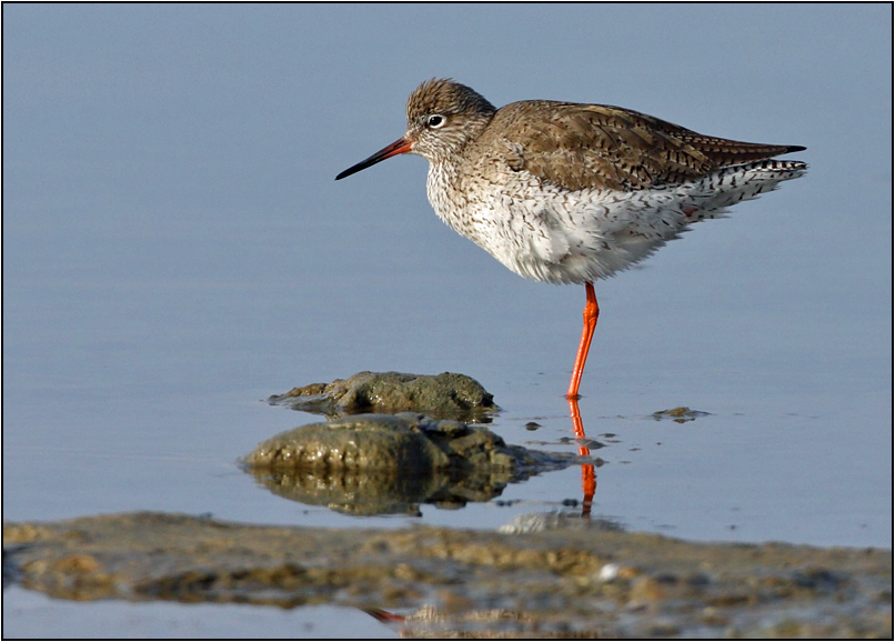Common Redshank