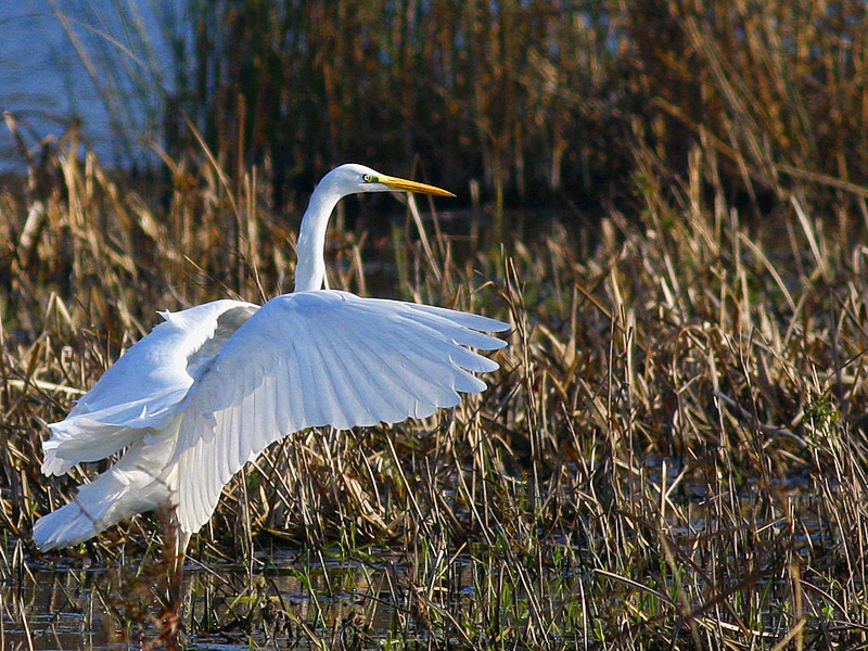 Great Egret