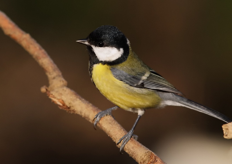 Great Tit