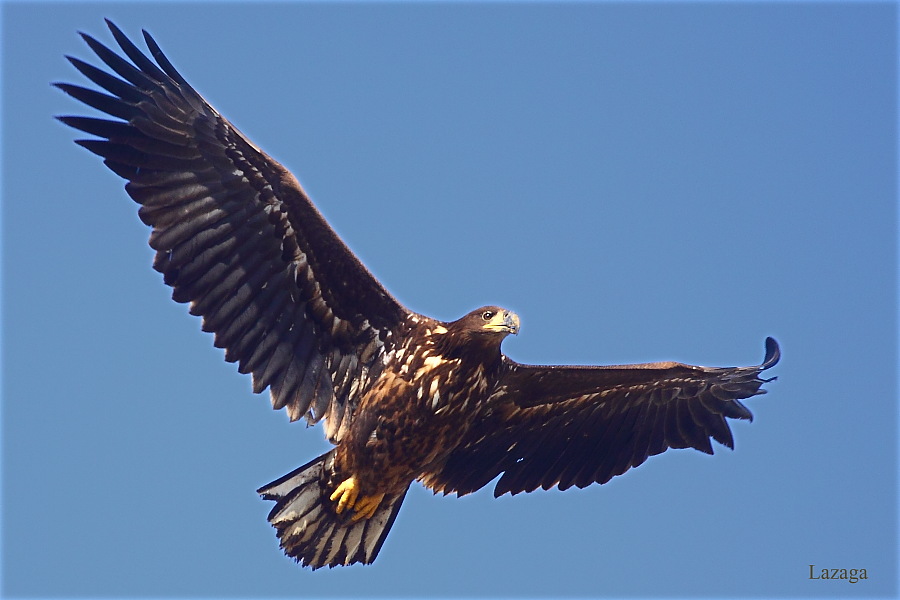 White-tailed Eagle