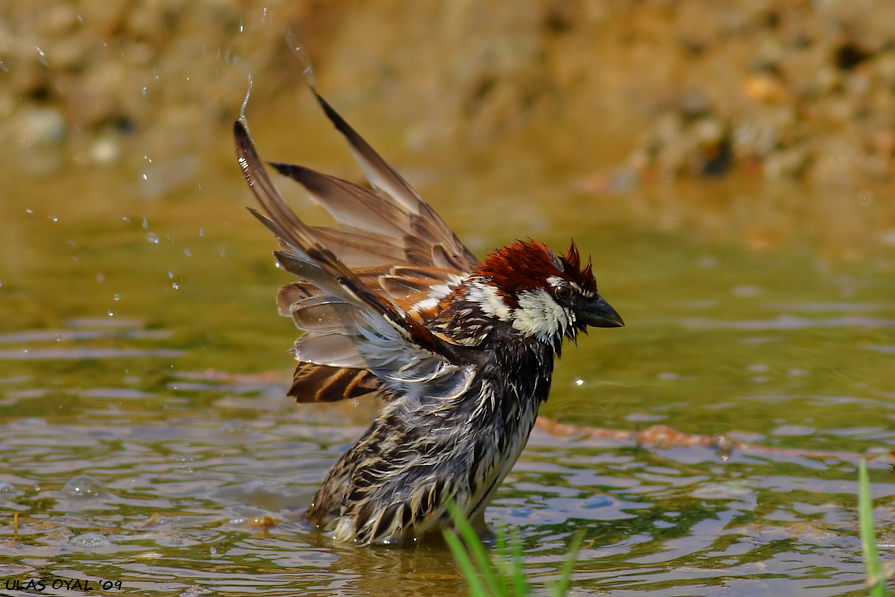 Spanish Sparrow