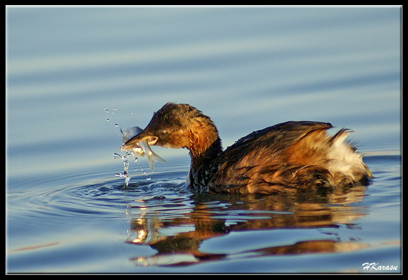 Little Grebe