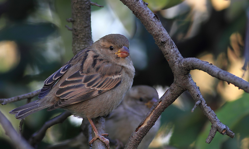 House Sparrow
