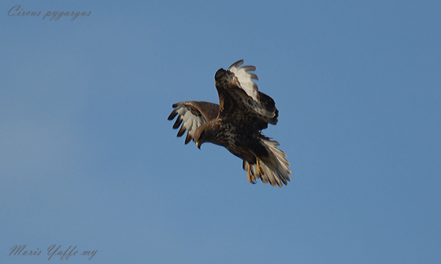 Common Buzzard