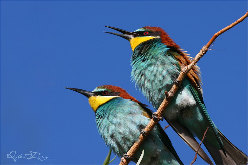 European Bee-eater