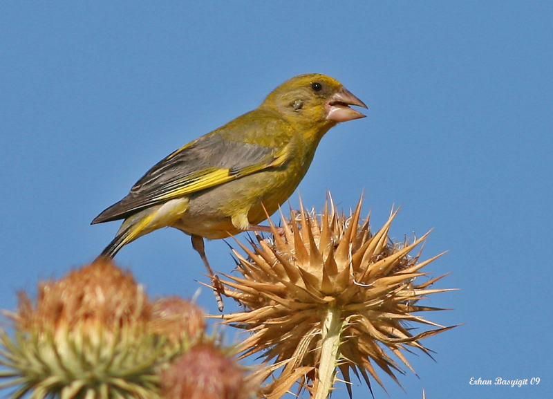 European Greenfinch