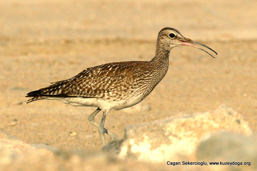 Eurasian Whimbrel