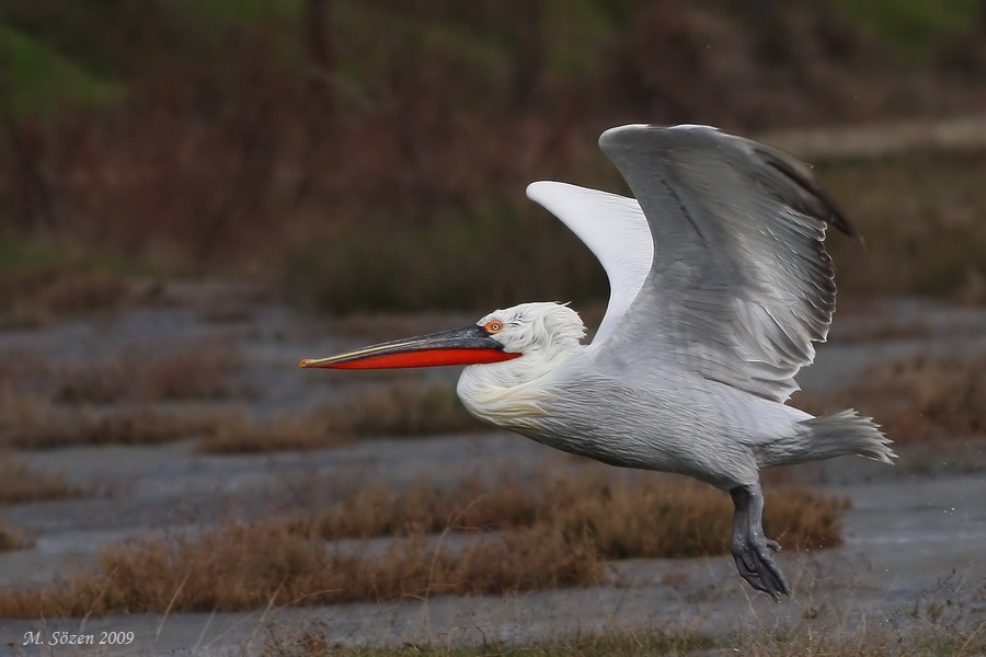 Dalmatian Pelican