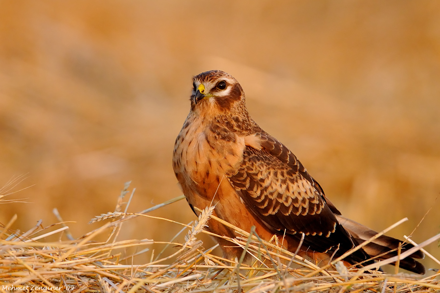 Montagu`s Harrier