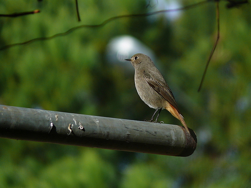 Black Redstart