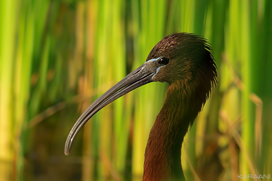 Glossy Ibis