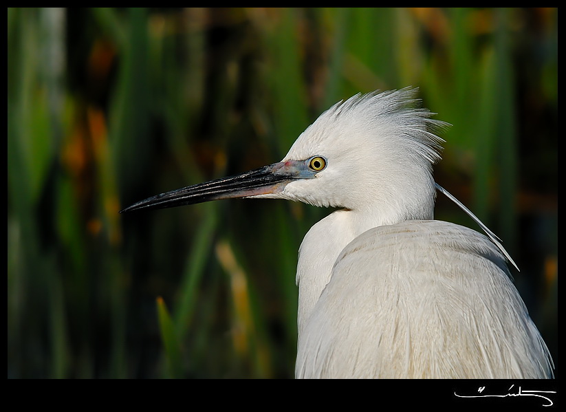 Little Egret