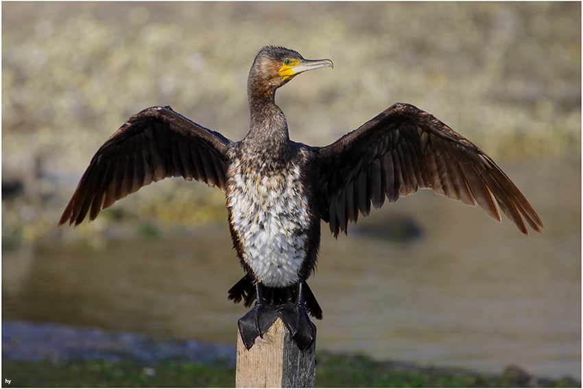 Great Cormorant