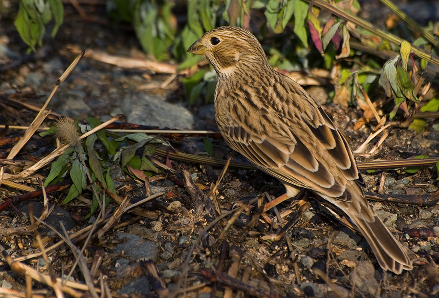 Corn Bunting