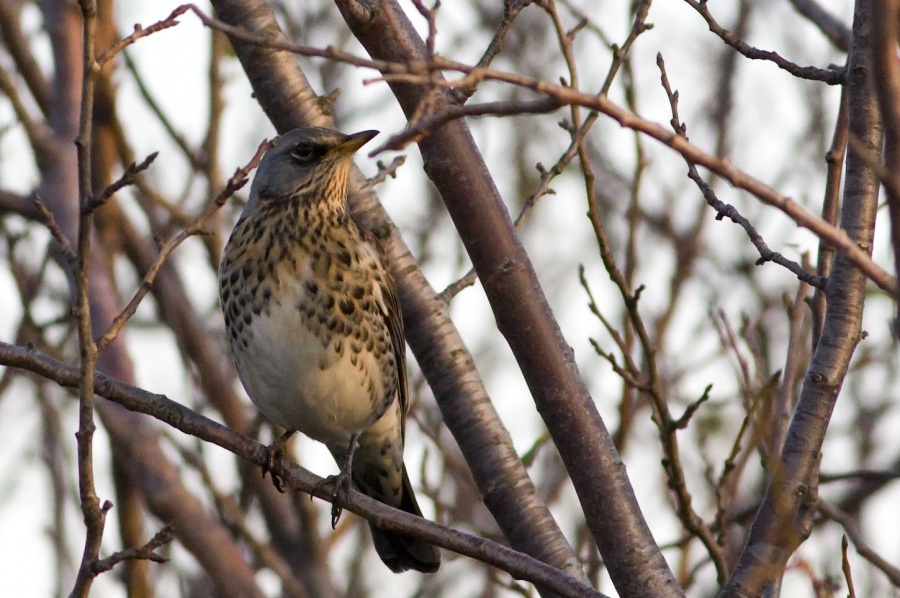 Fieldfare