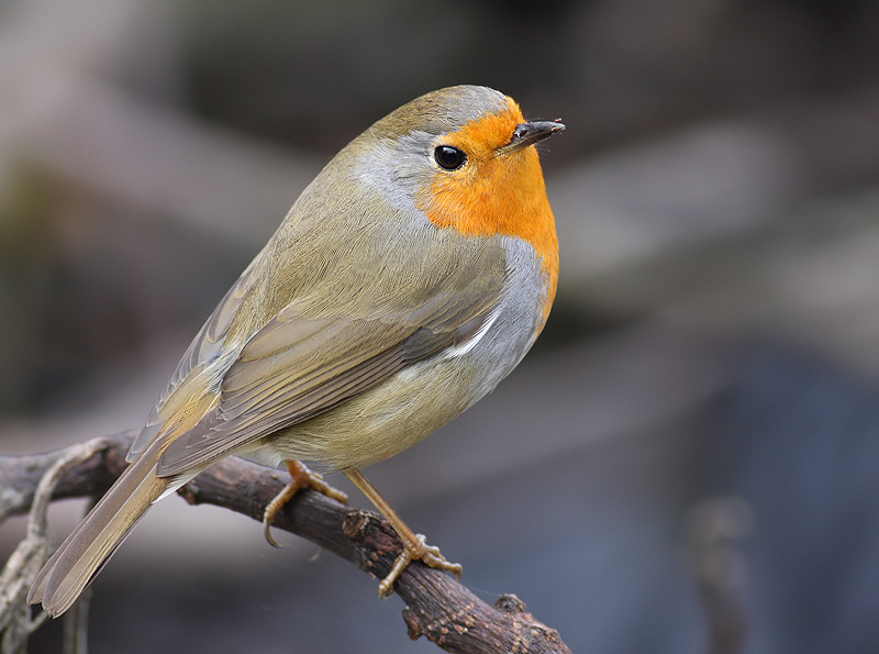 European Robin
