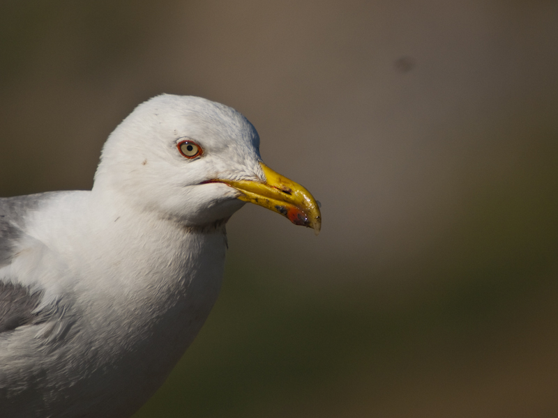 Yellow-legged Gull