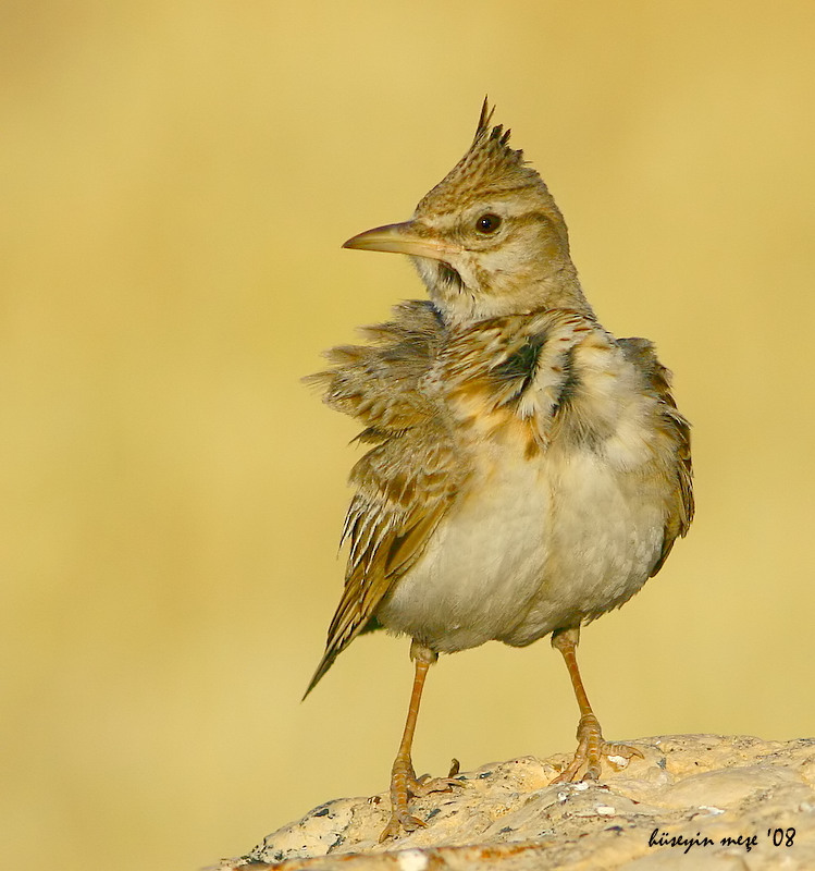 Crested Lark