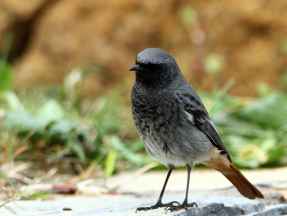 Black Redstart
