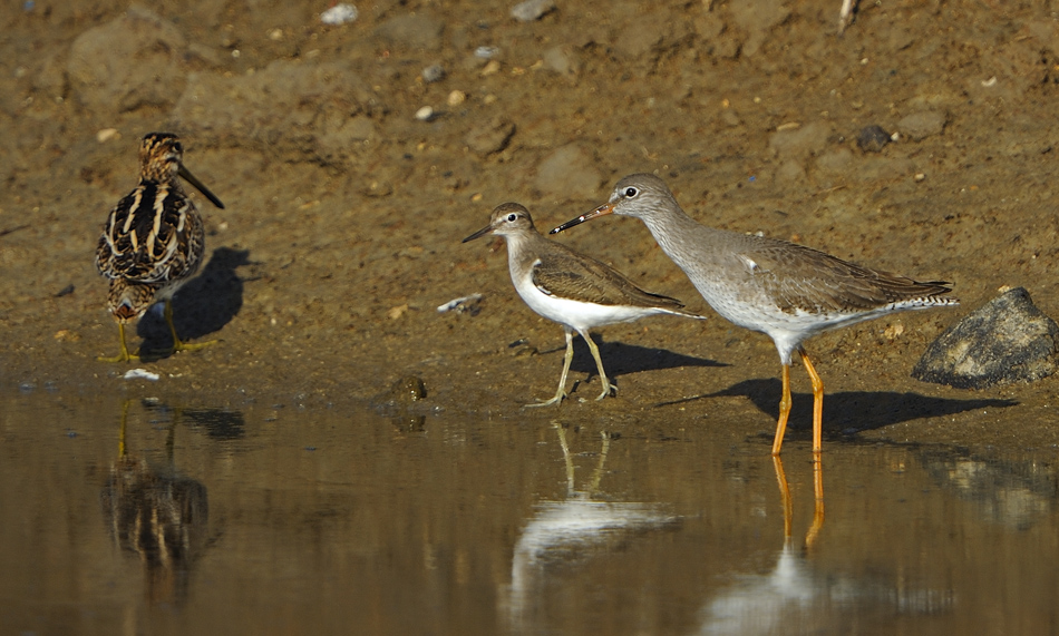 Common Redshank