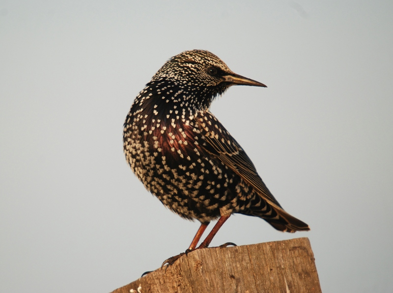 Common Starling