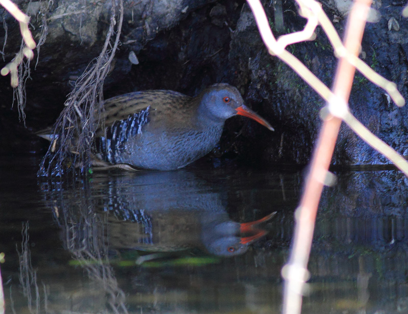 Water Rail