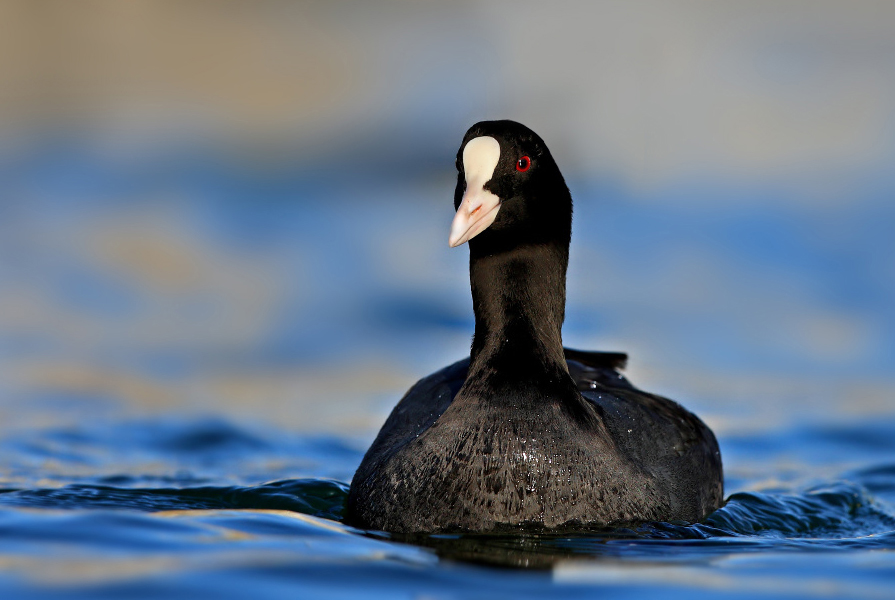 Eurasian Coot