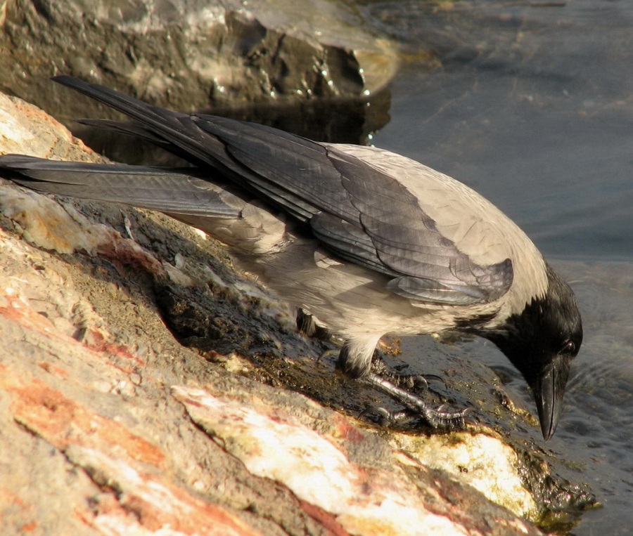 Hooded Crow