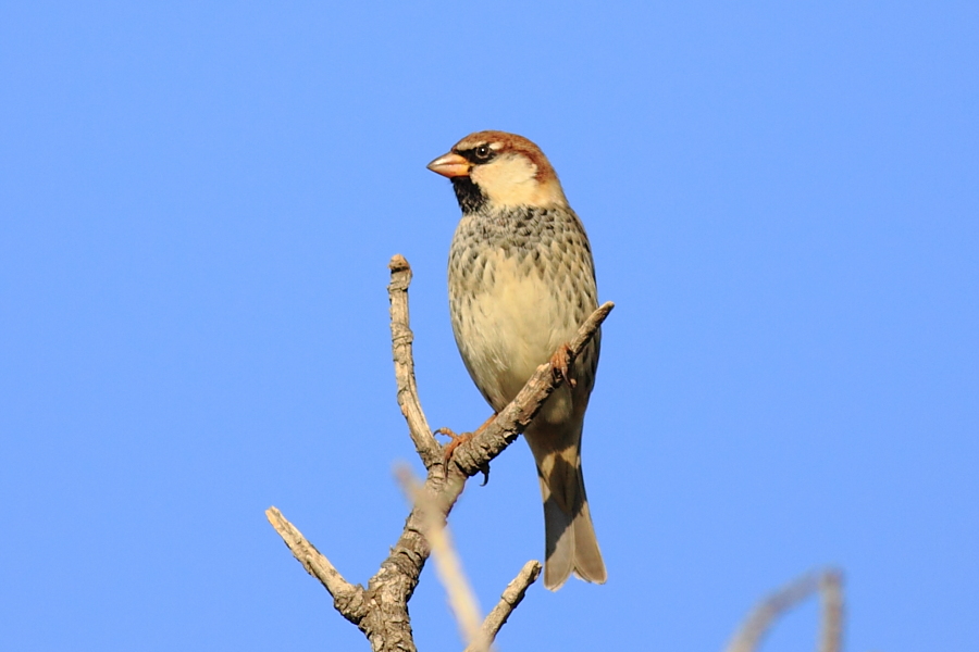 Spanish Sparrow