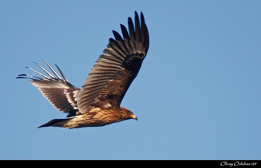 Greater Spotted Eagle