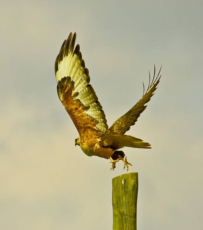 Long-legged Buzzard