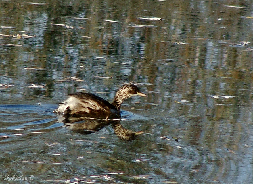 Little Grebe