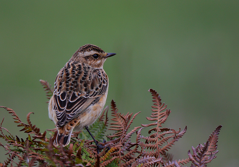 Whinchat