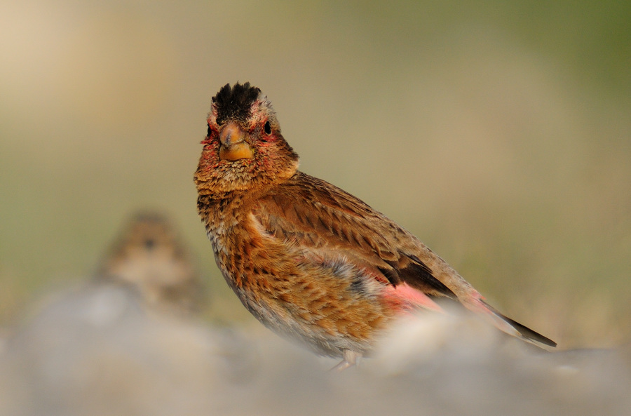 Crimson-winged Finch
