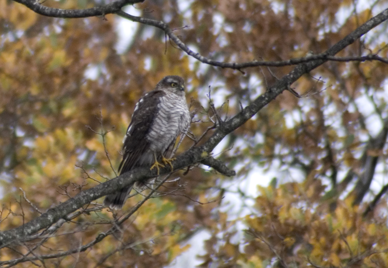 Eurasian Sparrowhawk