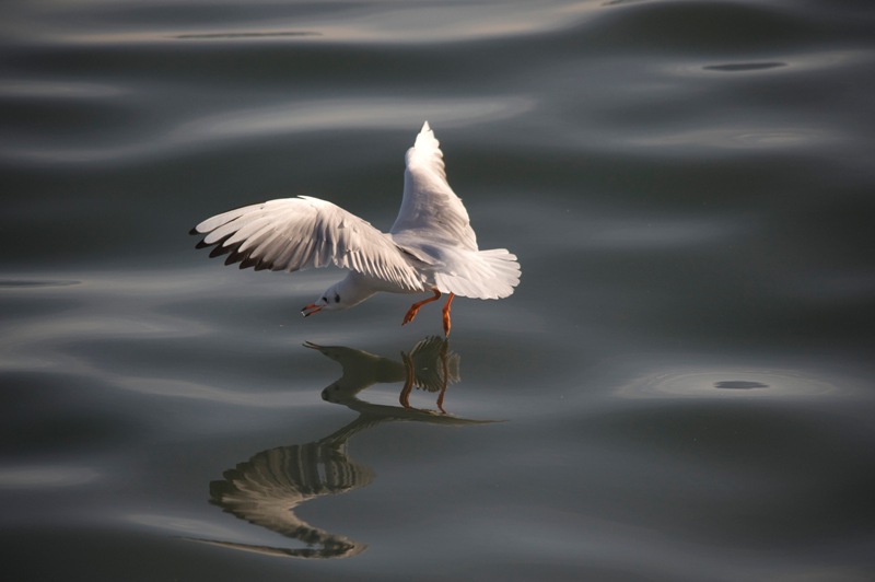 Black-headed Gull