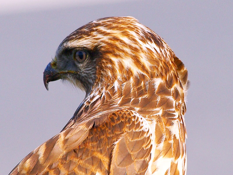 Common Buzzard