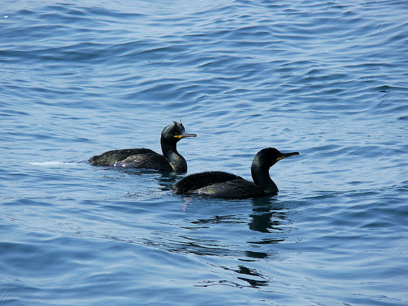 European Shag