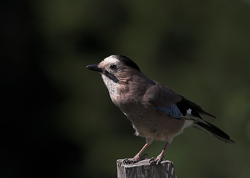 Eurasian Jay