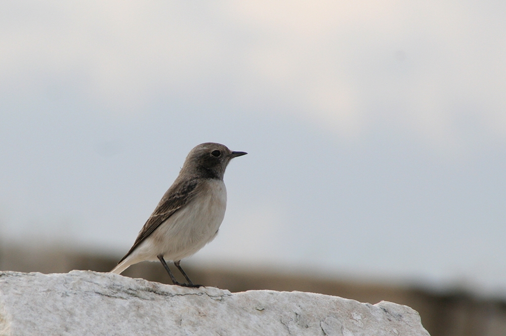 Finsch`s Wheatear