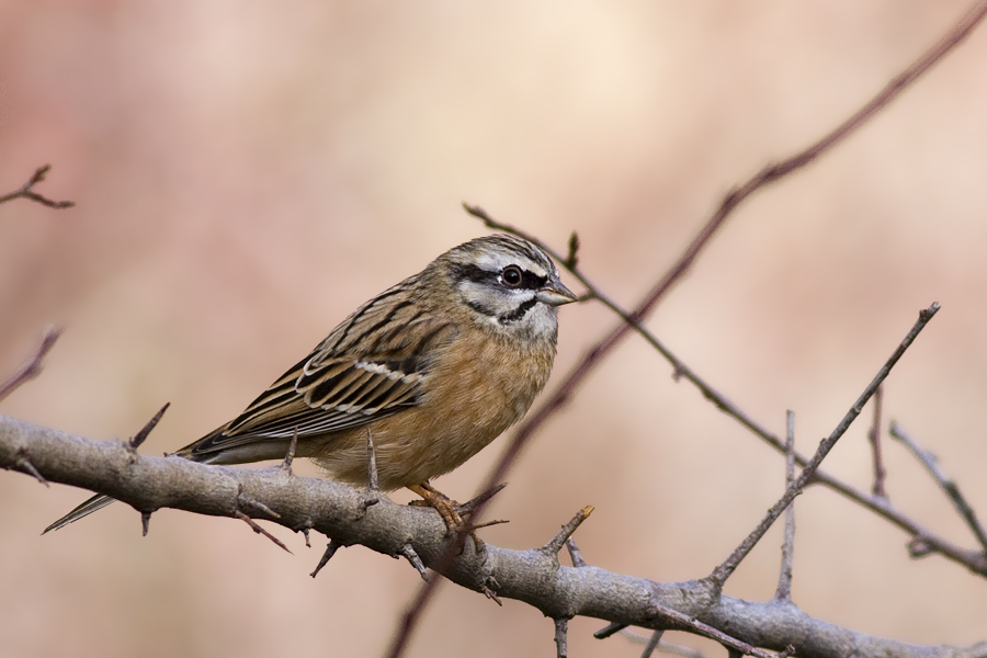 Rock Bunting