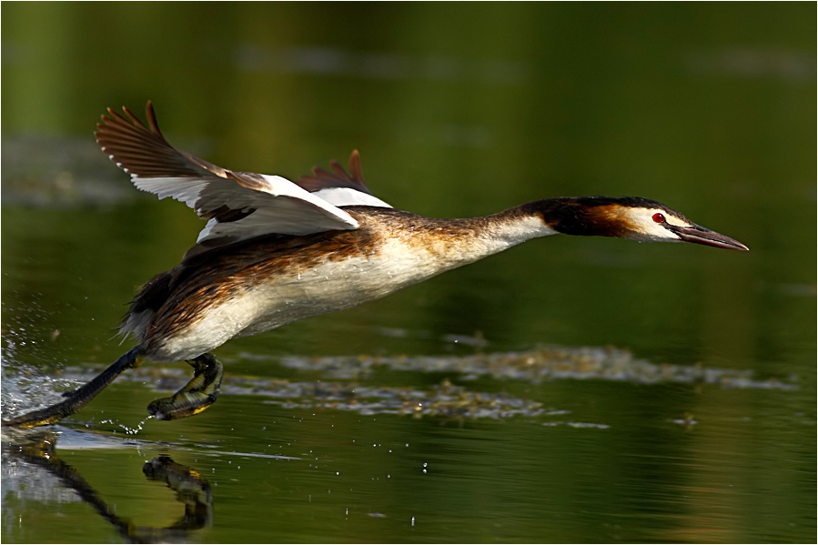 Great Crested Grebe