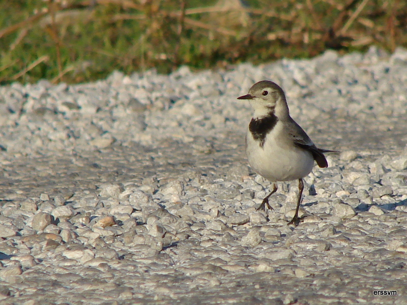 White Wagtail