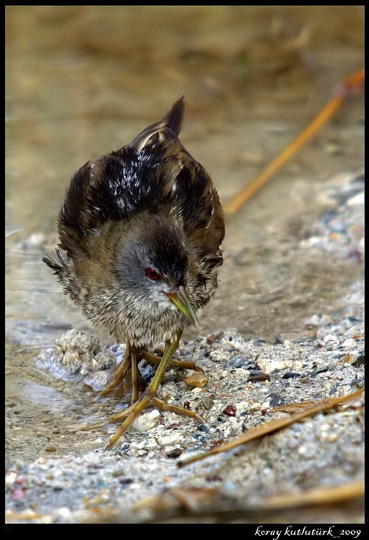 Little Crake