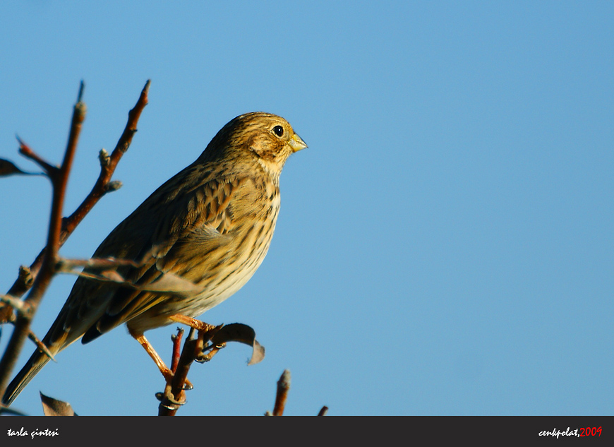 Corn Bunting
