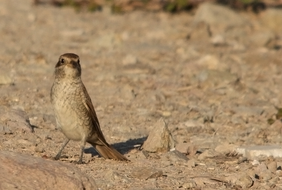 Red-backed Shrike