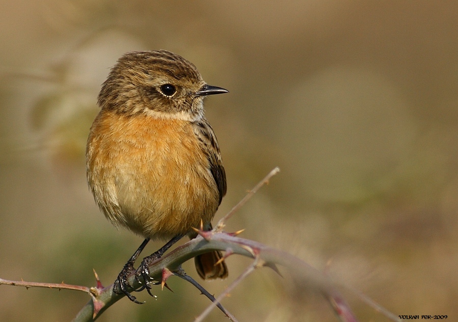 European Stonechat