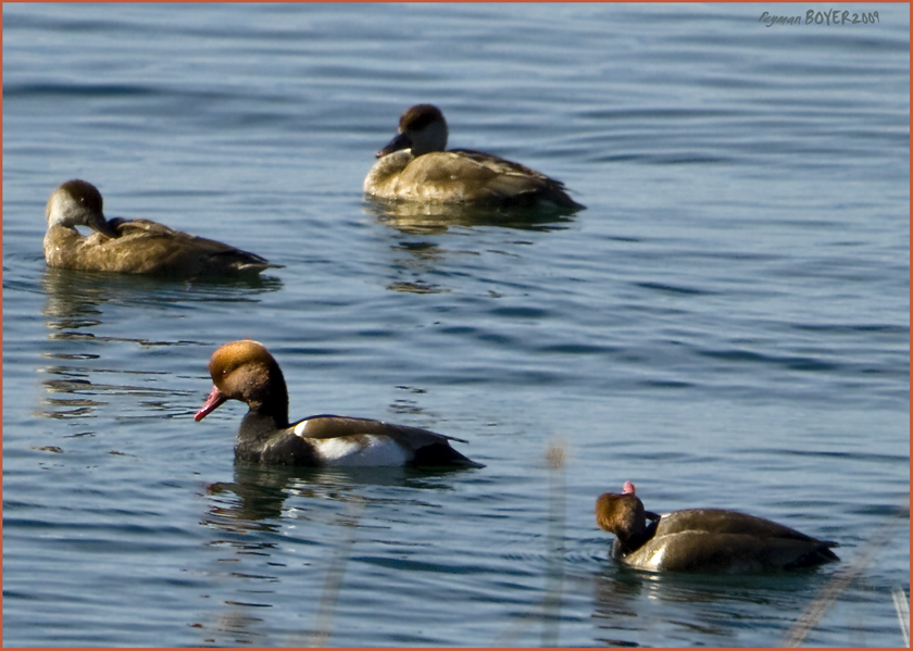 Red-crested Pochard